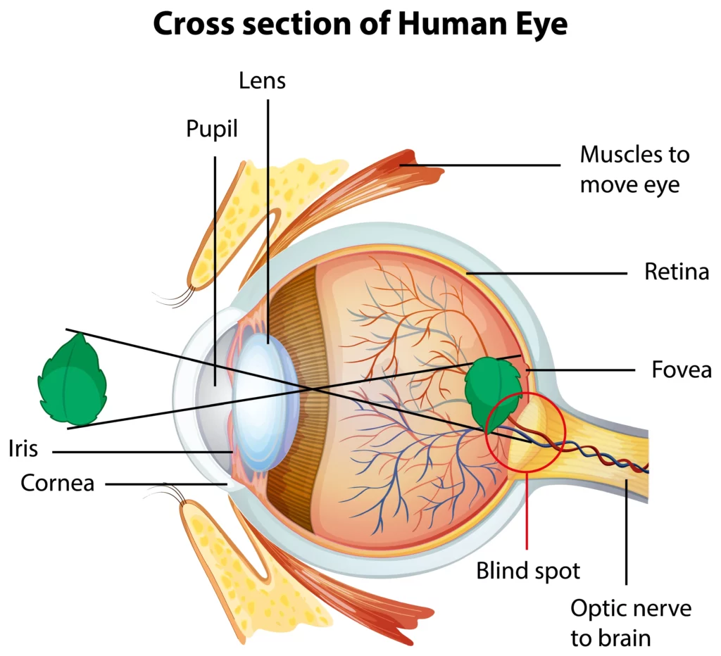 The Anatomy of the Human Eye and How It Works Insights and Explanation