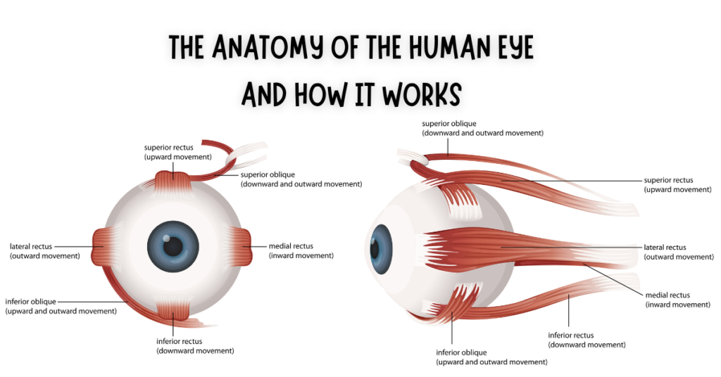 The anatomy of the human eye and how it works -cover photo- Global Eye Hospital