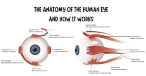 Human Eye Anatomy & Function | How Vision Works